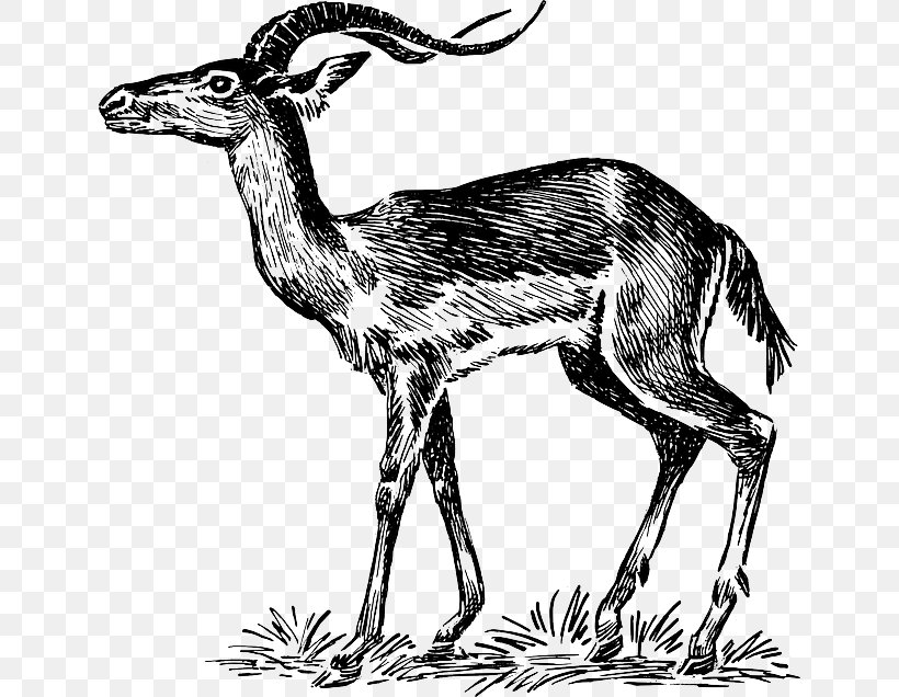 Impala Antelope Springbok Clip Art, PNG, 640x636px, Impala, Antelope, Art, Black And White, Camel Like Mammal Download Free