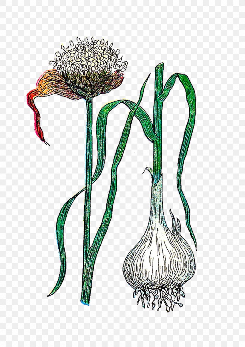 Plant Garlic Botanical Illustration Flower Botany, PNG, 1073x1519px, Plant, Botanical Illustration, Botany, Flora, Flower Download Free