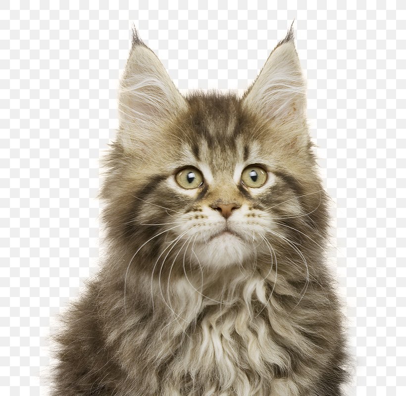 Your Kitten Cat Felidae Royal Canin, PNG, 800x800px, Kitten, American Wirehair, Animal, Animal Husbandry, Asian Semi Longhair Download Free