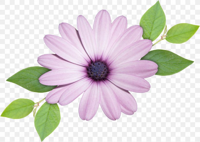 Chrysanthemum Blue, PNG, 1600x1135px, Chrysanthemum, Annual Plant, Blue, Chrysanths, Daisy Family Download Free