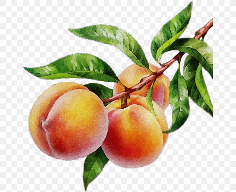 Apricot Peach Dried Fruit, PNG, 660x668px, Watercolor, Almaty, Apricot, Arbuz, Aroma Download Free