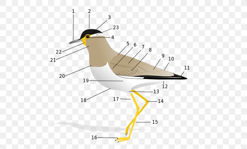 Bird Anatomy Vertebrate Rock Dove Feather, PNG, 594x495px, Bird, Anatomy, Beak, Biology, Bird Anatomy Download Free