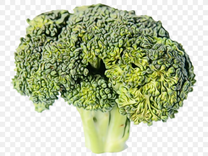 Cauliflower, PNG, 1024x768px, Watercolor, Broccoflower, Broccoli, Cabbage, Cauliflower Download Free