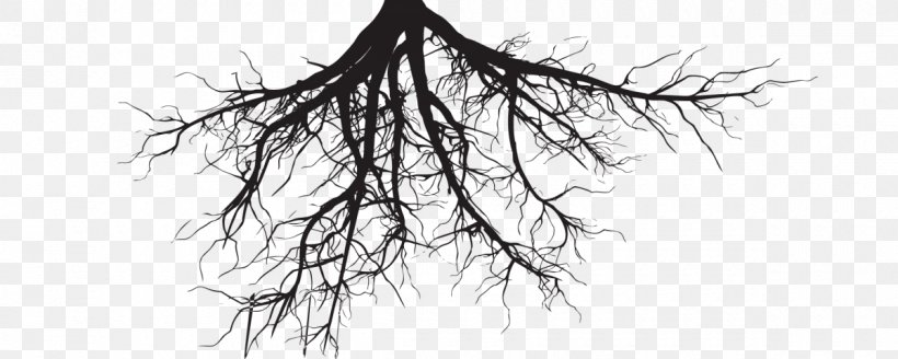 Clip Art Root Tree Trunk, PNG, 1200x480px, Root, Artwork, Black And White, Branch, Drawing Download Free