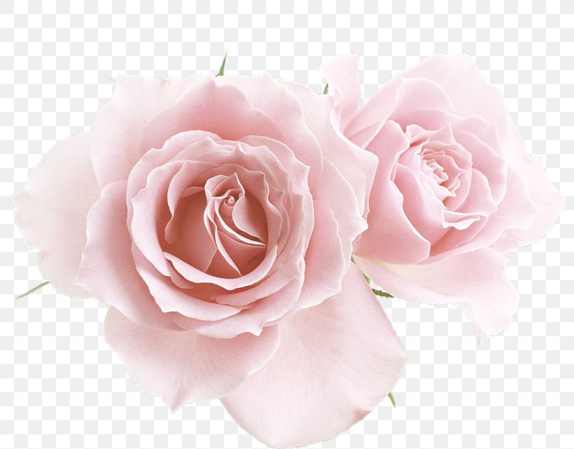 Flower Garden Roses, PNG, 800x641px, Flower, Artificial Flower, Color, Cut Flowers, Floribunda Download Free