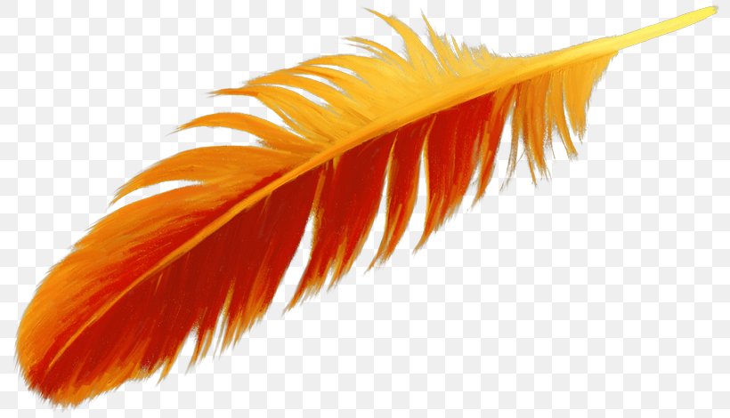 Feather Bird Drawing Clip Art, PNG, 800x470px, Feather, Bird, Color, Drawing, Orange Download Free