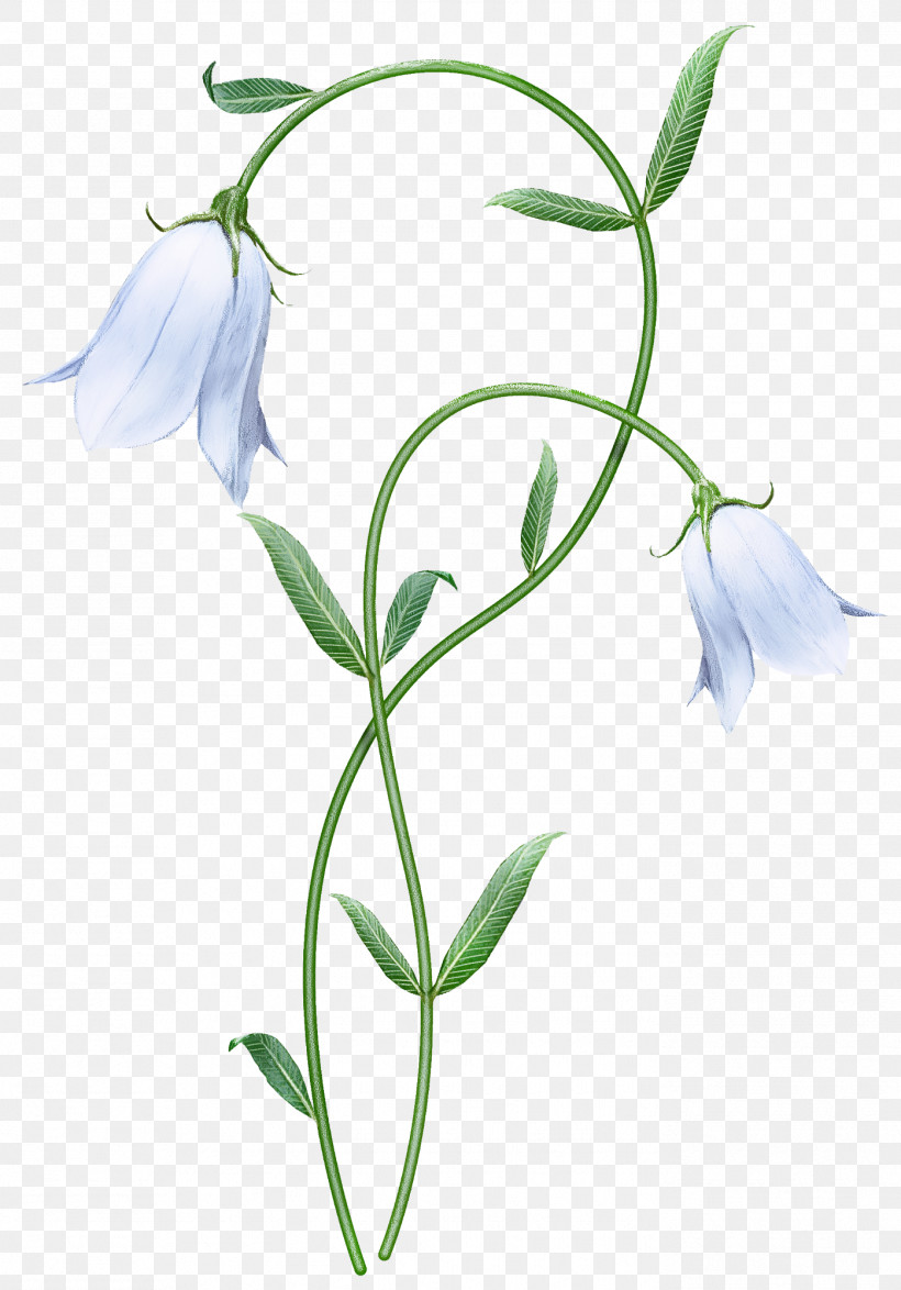Flower Plant Pedicel Snowdrop Bellflower, PNG, 1396x2000px, Flower, Bellflower, Bellflower Family, Harebell, Pedicel Download Free