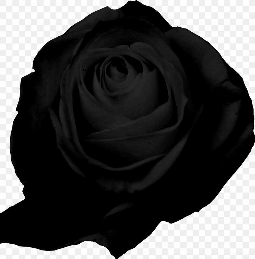 Garden Roses Editorial Lampreave, PNG, 1573x1600px, Rose, Black, Black And White, Chus Lampreave, Editorial Lampreave Download Free
