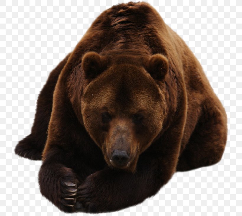 Grizzly Bear Brown Bear Fur Terrestrial Animal, PNG, 733x734px, Grizzly Bear, Animal, Bear, Brown Bear, Carnivoran Download Free