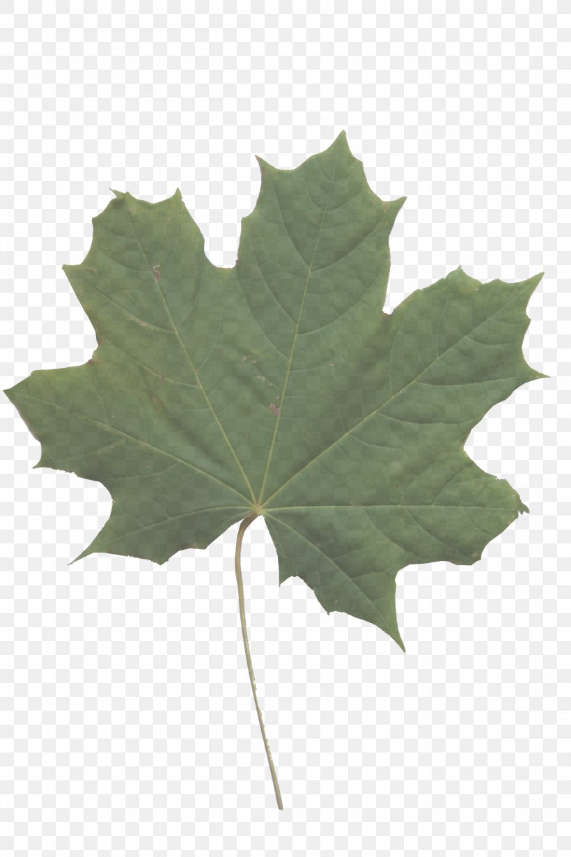 Maple Leaf, PNG, 2304x3456px, Leaf, Black Maple, Flower, Flowering Plant, Maple Leaf Download Free