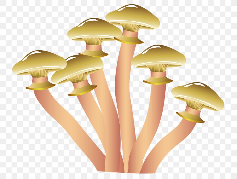 Morchella Esculenta Morchella Conica Edible Mushroom Illustration, PNG, 800x620px, Morchella Esculenta, Chanterelle, Common Mushroom, Drawing, Edible Mushroom Download Free