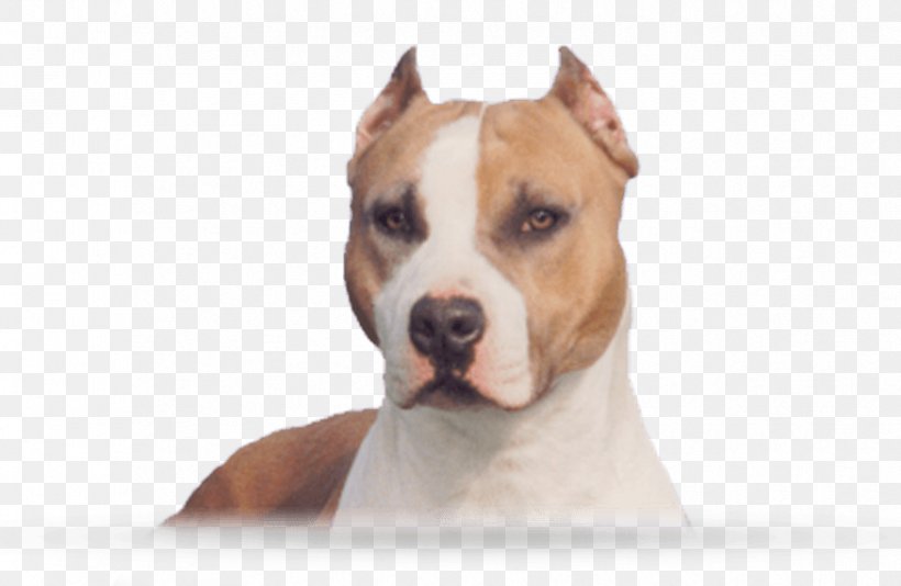 American Staffordshire Terrier American Pit Bull Terrier Staffordshire Bull Terrier Dog Breed, PNG, 875x570px, American Staffordshire Terrier, American Pit Bull Terrier, Breed, Breeder, Bull Terrier Download Free