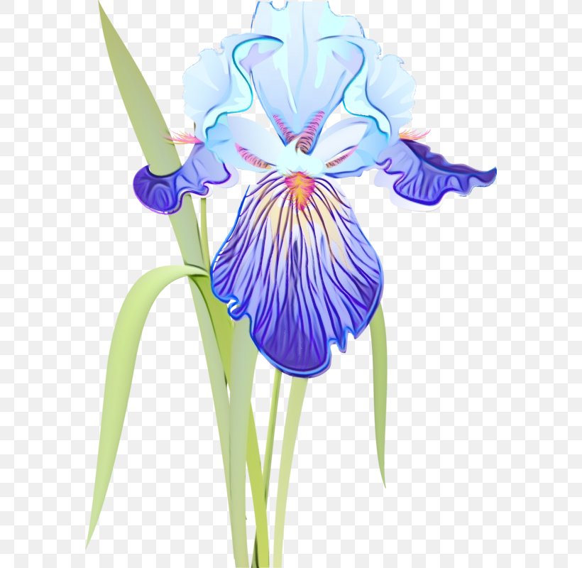 Flowering Plant Flower Plant Iris Iris, PNG, 580x800px, Watercolor, Flower, Flowering Plant, Iris, Iris Family Download Free