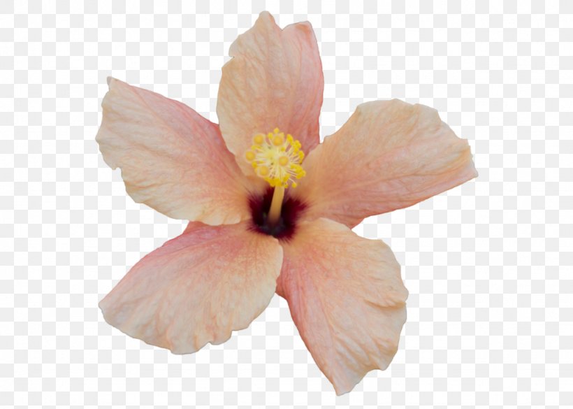 Mallows Hibiscus Flower Clip Art, PNG, 1024x731px, Mallows, Flower, Flowering Plant, Hibiscus, Iris Download Free