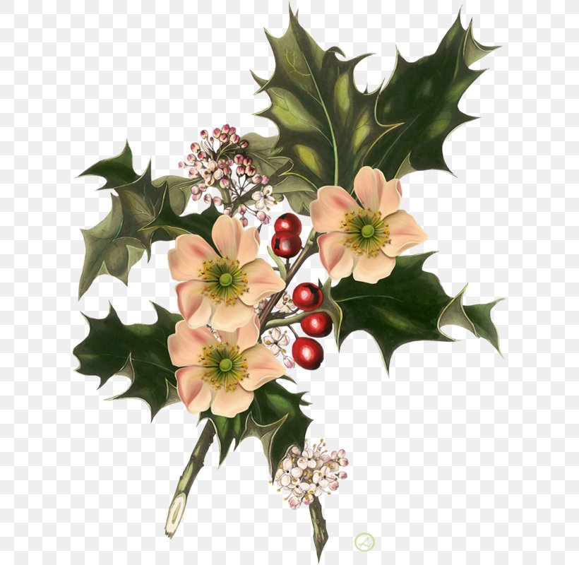 Wild Flowers Christmas Common Holly American Holly, PNG, 616x800px, Wild Flowers, American Holly, Aquifoliaceae, Artificial Flower, Botanical Illustration Download Free