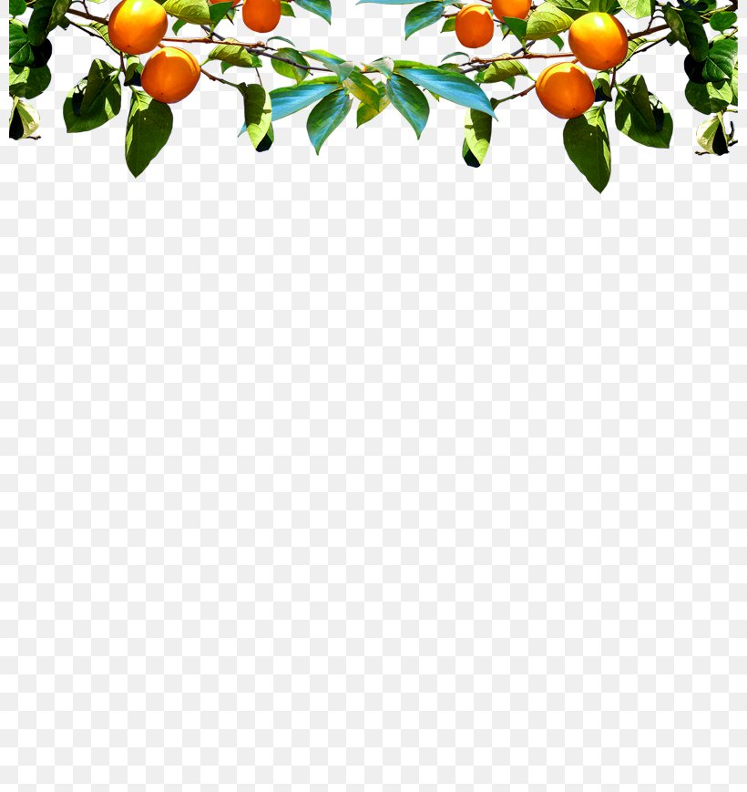 U9047u9f8du6a4b Fruit Auglis Illustration, PNG, 800x869px, Fruit, Auglis, Chestnut, Floral Design, Flower Download Free