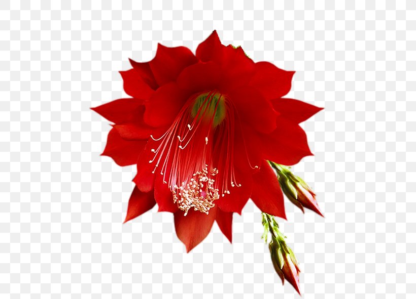 Cut Flowers Red Floral Design, PNG, 469x591px, Flower, Alstroemeriaceae, Amaryllis Belladonna, Amaryllis Family, Arumlily Download Free