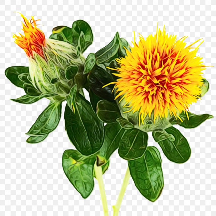 Flower Plant Safflower Distaff Thistles Herbaceous Plant, PNG, 1024x1024px, Watercolor, Distaff Thistles, Flower, Herbaceous Plant, Paint Download Free