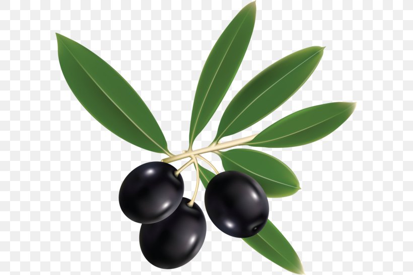 Olive Leaf Olive Oil Clip Art, PNG, 600x547px, Olive, Cooking, Food, Fruit, Leaf Download Free