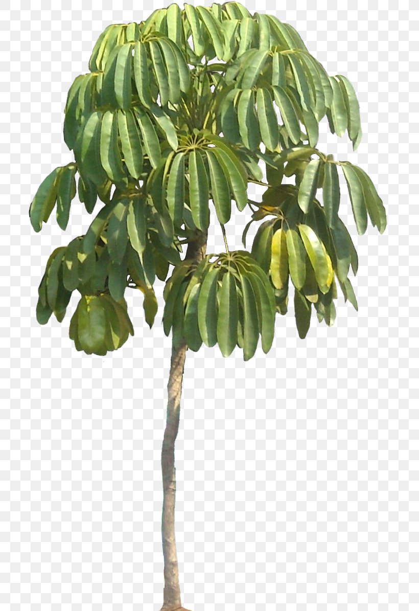 Schefflera Actinophylla Schefflera Arboricola Tree Houseplant, PNG, 716x1195px, Schefflera Actinophylla, Araliaceae, Arecaceae, Branch, Cycad Download Free