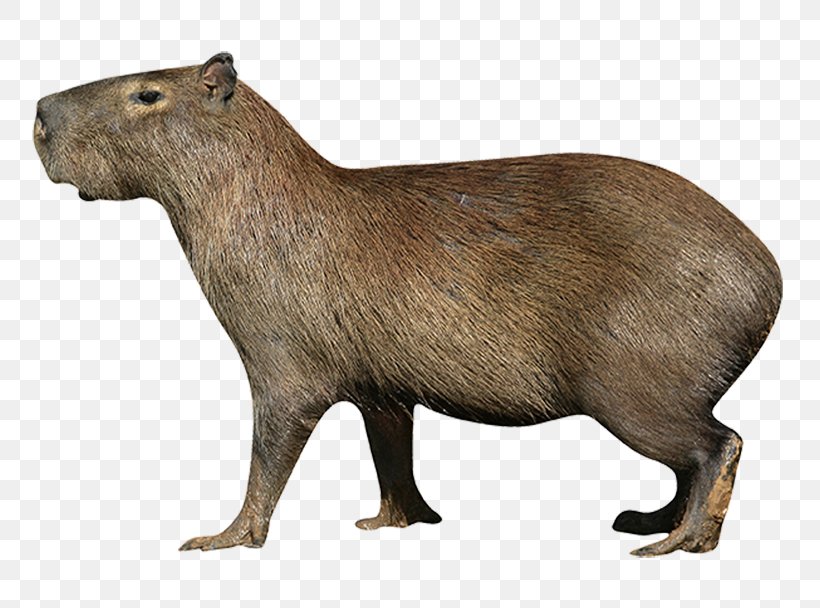 Capybara Deer Rodent Northern Pudu Stock Photography, PNG, 777x608px, Capybara, Alamy, Animal, Beaver, Cavies Download Free