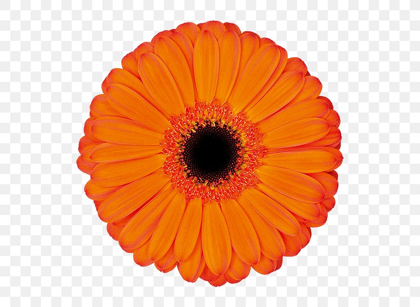 Kwekerij De Zuidplas Transvaal Daisy Cut Flowers Floristry, PNG, 600x600px, Kwekerij De Zuidplas, Applause, Assortment Strategies, Birthday, Color Download Free