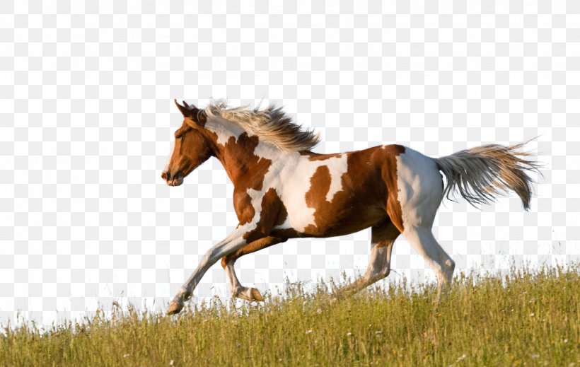 American Paint Horse American Quarter Horse Friesian Horse Appaloosa Pinto Horse, PNG, 1024x649px, American Paint Horse, American Quarter Horse, Animal, Appaloosa, Breed Download Free