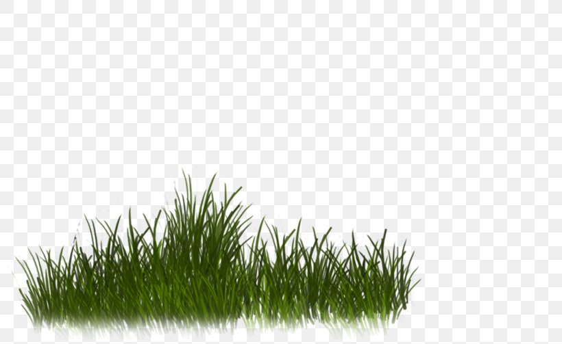 Desktop Wallpaper Clip Art, PNG, 800x503px, Nature, Grass, Grass Family, Green, Internet Download Free