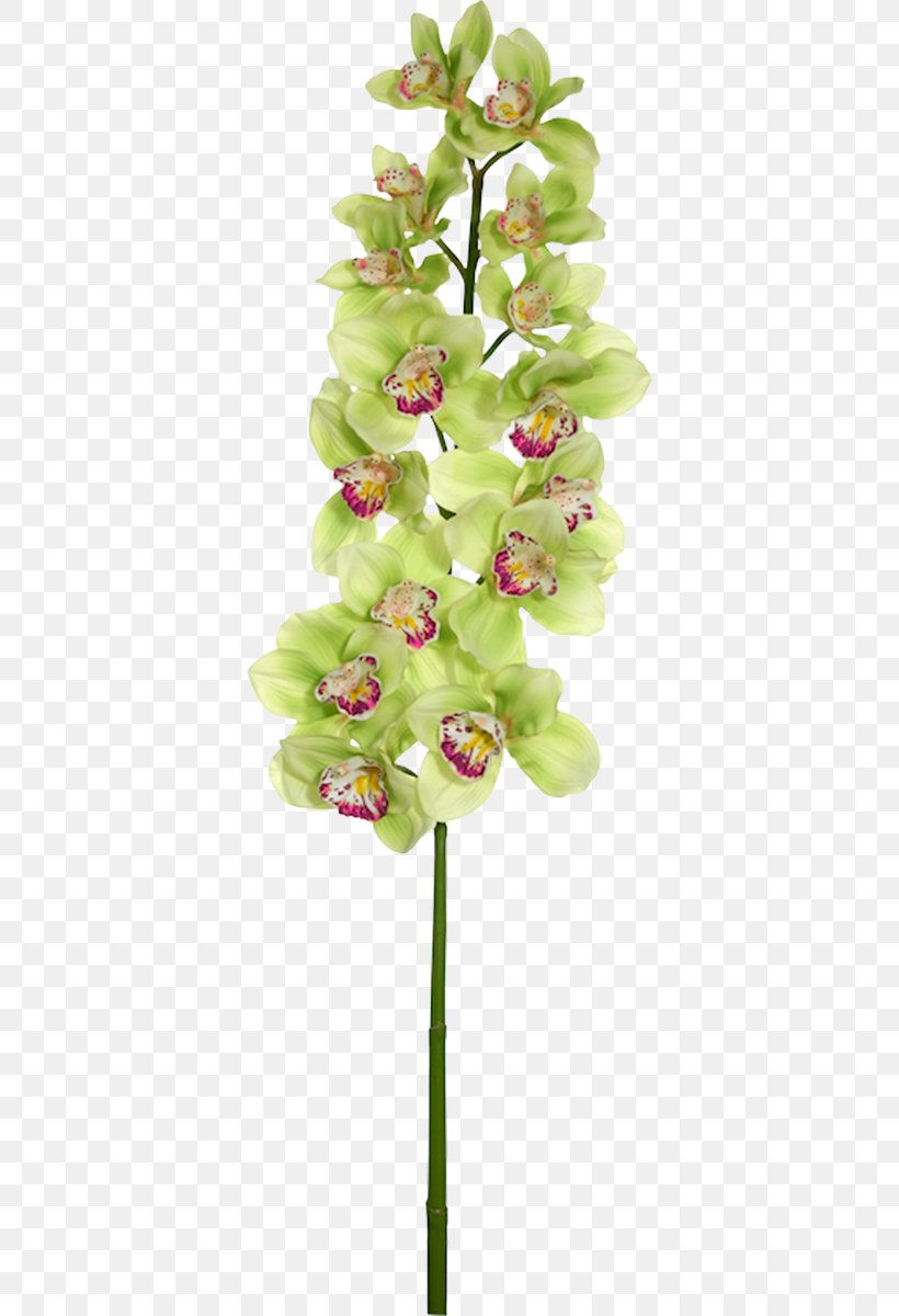 Moth Orchids Cut Flowers Flower Bouquet, PNG, 370x1200px, Moth Orchids, Anderson, Cut Flowers, Dendrobium, Flora Download Free