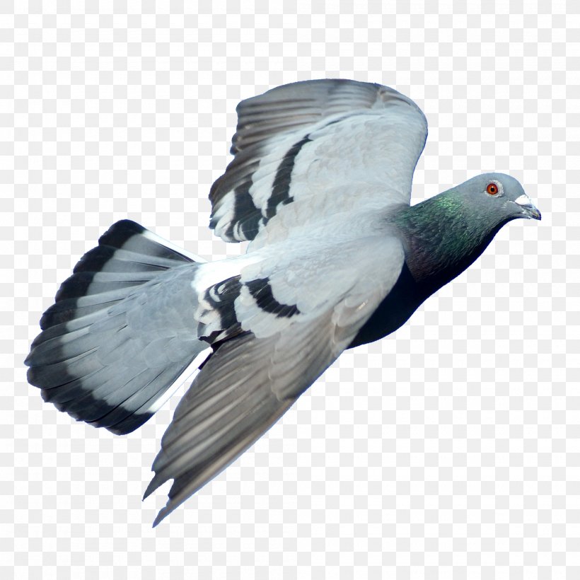 Rock Dove Columbidae Bird Stock Dove, PNG, 2000x2000px, Rock Dove, Beak, Bird, Columbidae, Computer Graphics Download Free
