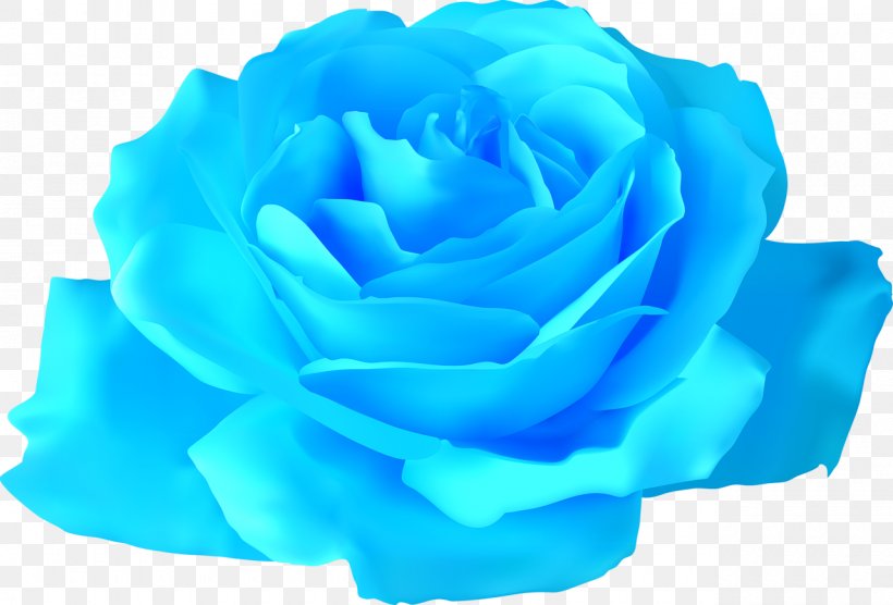 Rose Flower Drawing Clip Art, PNG, 1280x869px, Rose, Aqua, Art, Azure, Blue Download Free