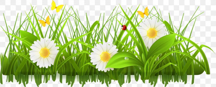 Spring Stock Photography Flower Clip Art, PNG, 2000x810px, Spring, Can Stock Photo, Daisy, Flower, Grass Download Free