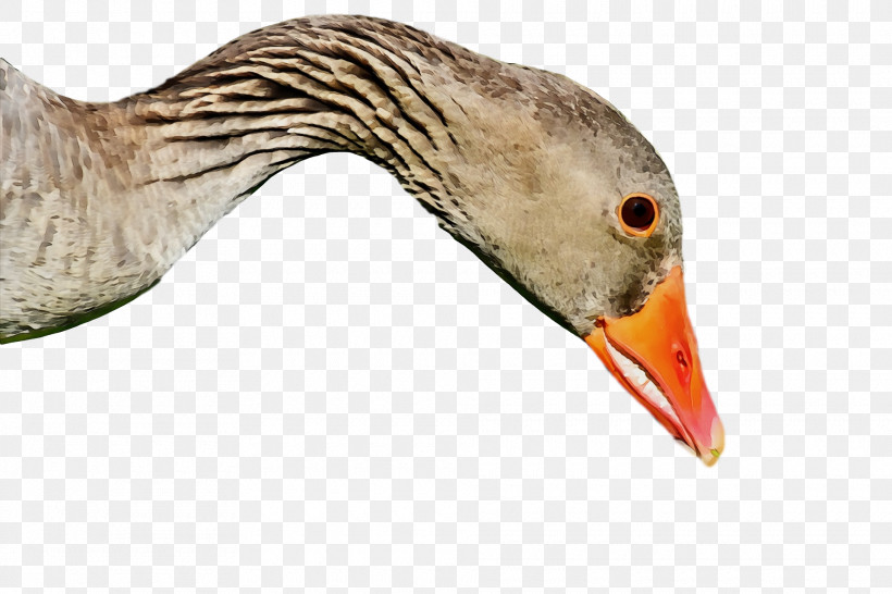 Beak Bird Goose Water Bird Duck, PNG, 1920x1280px, Goose, Animal, Beak, Bird, Black Skimmer Download Free