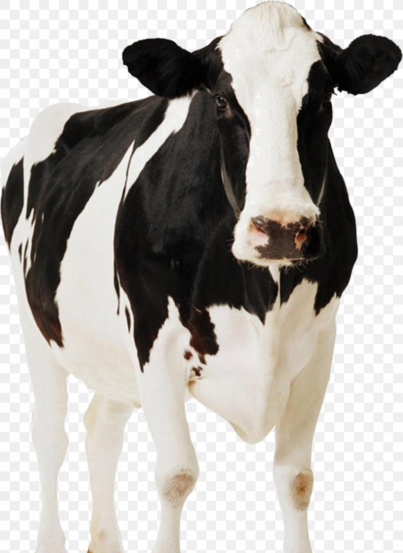 Holstein Friesian Cattle Standee Paperboard Cardboard Dairy Cattle, PNG, 866x1190px, Holstein Friesian Cattle, Bull, Calf, Cardboard, Cattle Download Free