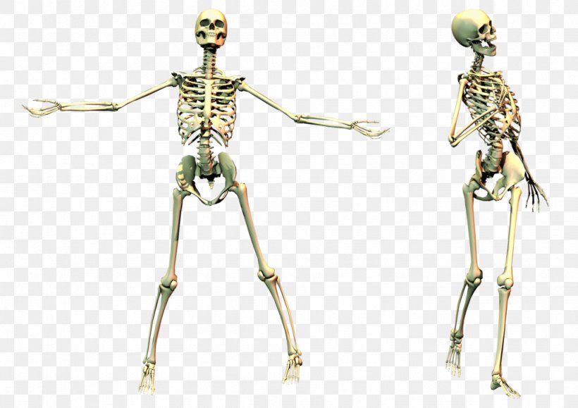 Human Skeleton Skull, PNG, 1024x724px, Skeleton, Anatomy, Bone, Figurine, Human Download Free