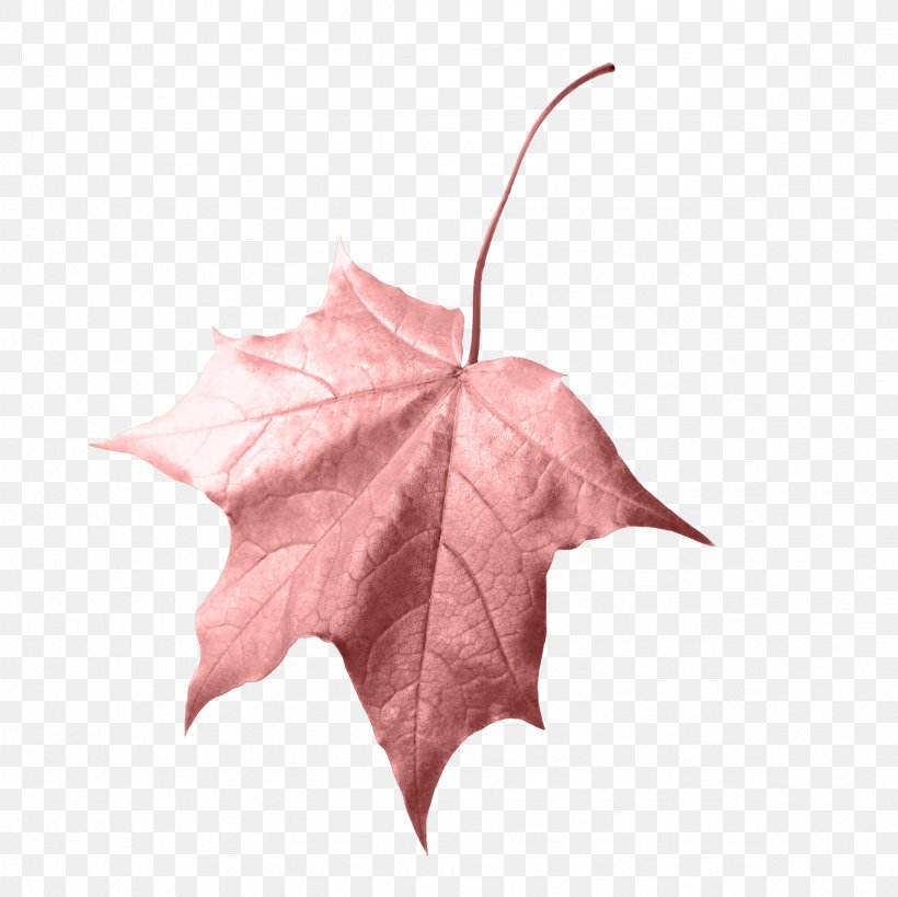 Leaf Autumn Clip Art, PNG, 2362x2362px, Leaf, Autumn, Autumn Leaf Color, Image Resolution, Maple Leaf Download Free