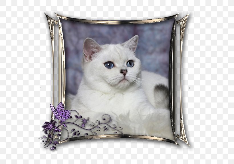 British Shorthair Domestic Short-haired Cat Whiskers Kitten Point Coloration, PNG, 576x576px, Watercolor, Cartoon, Flower, Frame, Heart Download Free
