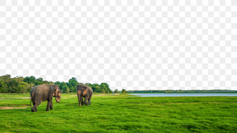 Sri Lanka Indian Ocean Raid Congee Horse, PNG, 1778x1000px, Sri Lanka, Ecoregion, Ecosystem, Farm, Field Download Free