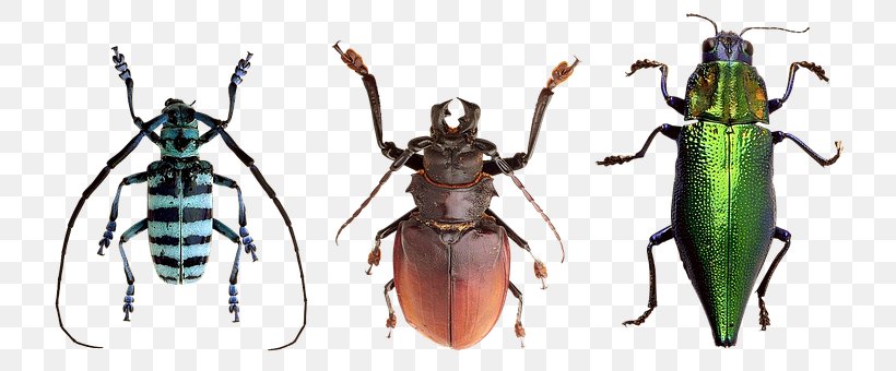 Weevil Longhorn Beetle Socks Are Like Pants, Cats Are Like Dogs: Games, Puzzles, And Activities For Choosing, Identifying, And Sorting Math Arthropod, PNG, 743x340px, Weevil, Animal, Arthropod, Beetle, Book Download Free