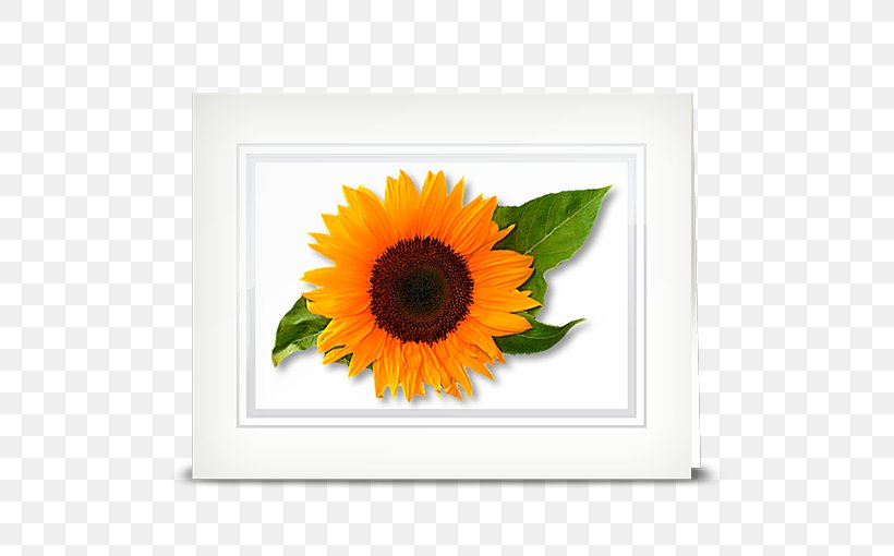 Common Sunflower Sunflower Seed Daisy Family Transvaal Daisy, PNG, 510x510px, Common Sunflower, Asterales, Common Daisy, Cut Flowers, Daisy Family Download Free