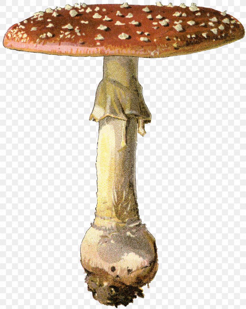 Edible Mushroom Furniture Fungus, PNG, 1428x1800px, Edible Mushroom, Fungus, Furniture, Mushroom, Table Download Free