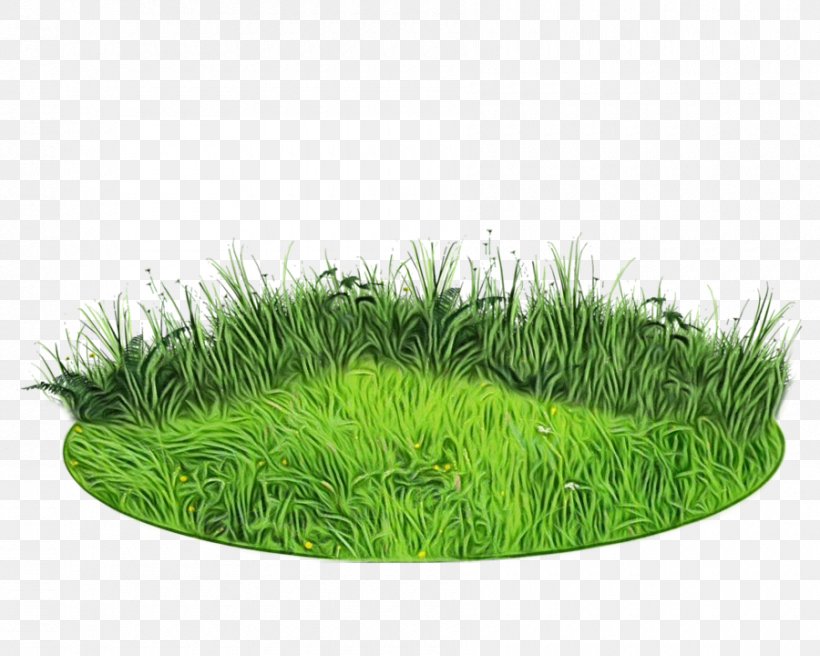 Green Grass Background, PNG, 900x720px, Wheatgrass, Commodity, Fodder, Grass, Grass Family Download Free