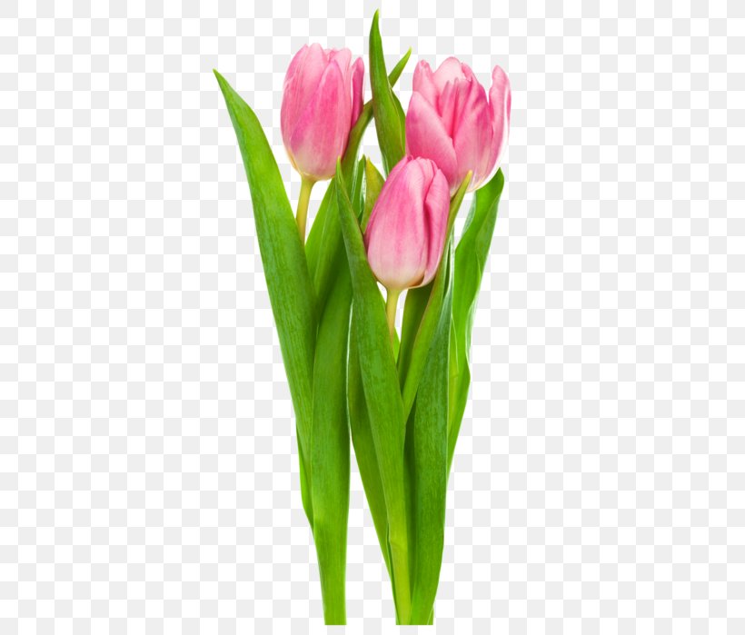 Indira Gandhi Memorial Tulip Garden Clip Art Flower, PNG, 466x699px, Indira Gandhi Memorial Tulip Garden, Bud, Cut Flowers, Floral Design, Floristry Download Free