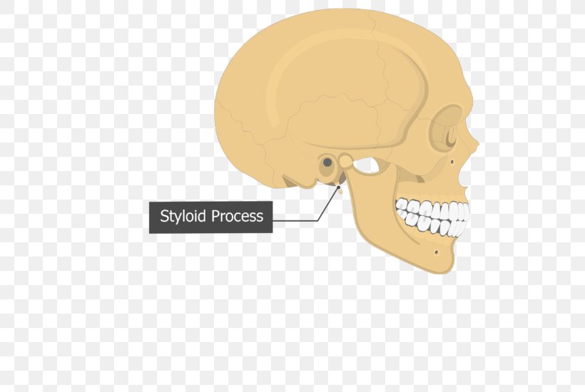 Skull Tympanic Part Of The Temporal Bone Mastoid Part Of The Temporal Bone Petrous Part Of The Temporal Bone, PNG, 548x550px, Skull, Anatomy, Atlas, Bone, Cartoon Download Free