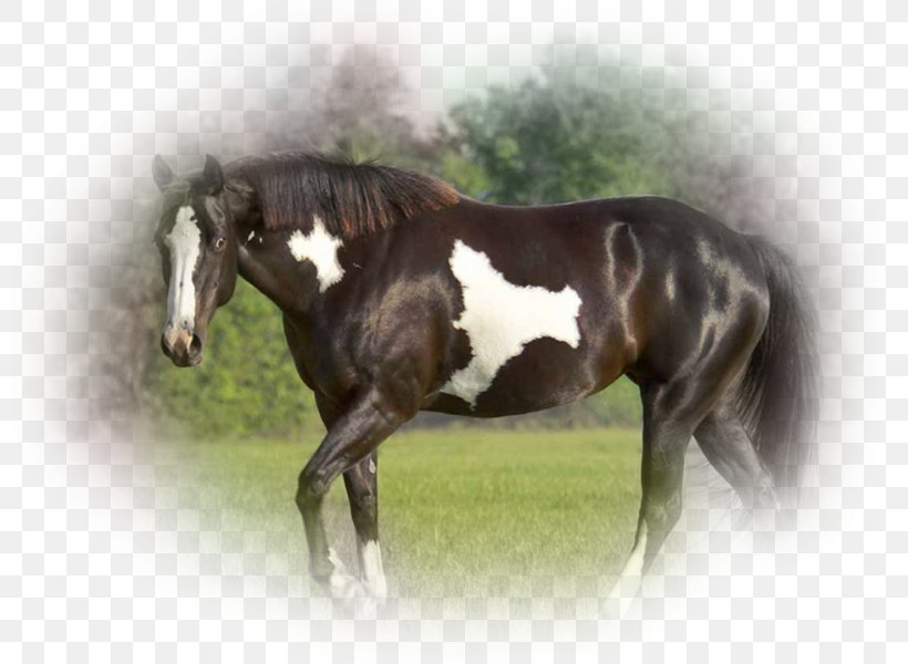 Stallion Mustang Colt Foal Mare, PNG, 800x600px, Stallion, Bridle, Colt, Foal, Highdefinition Television Download Free