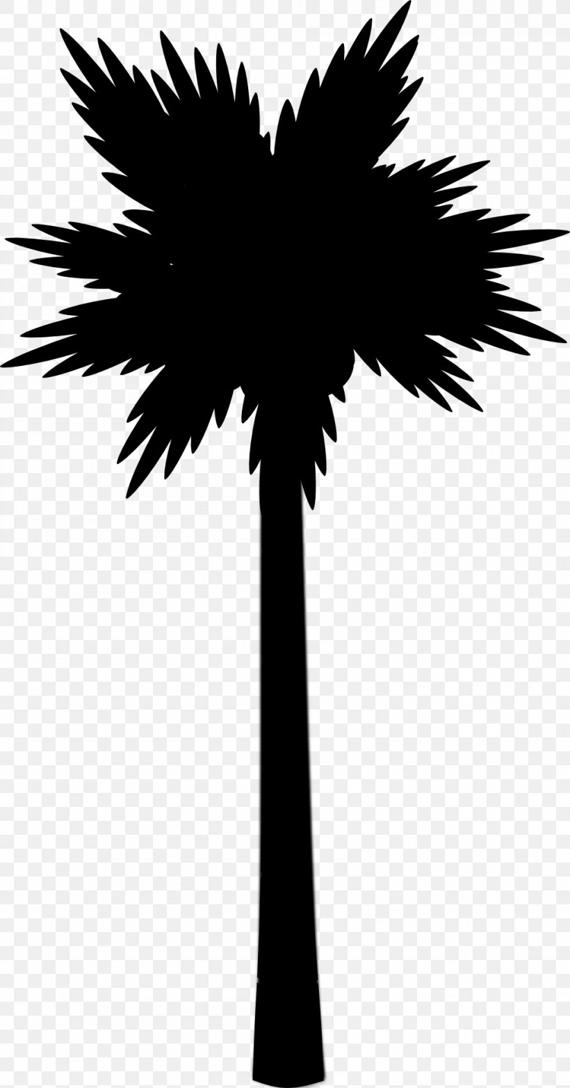 Asian Palmyra Palm Image Beach, PNG, 999x1906px, Asian Palmyra Palm, Arecales, Beach, Blackandwhite, Borassus Flabellifer Download Free