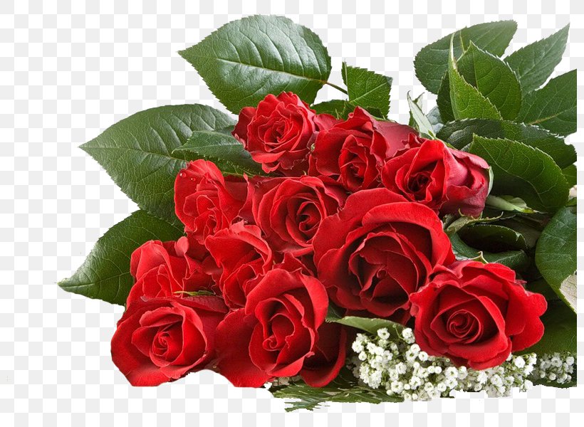 Rose Flower Karachi Gifts Desktop Wallpaper, PNG, 800x600px, Rose, Animaatio, Cut Flowers, Floral Design, Floribunda Download Free
