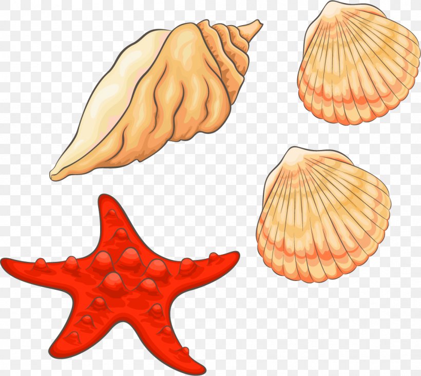 Seashell Clip Art, PNG, 1102x985px, Seashell, Beach, Cockle, Conch, Conchology Download Free