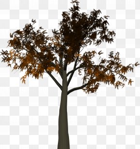 Tree Branch Clip Art, PNG, 3600x3600px, Picture Frames, Area