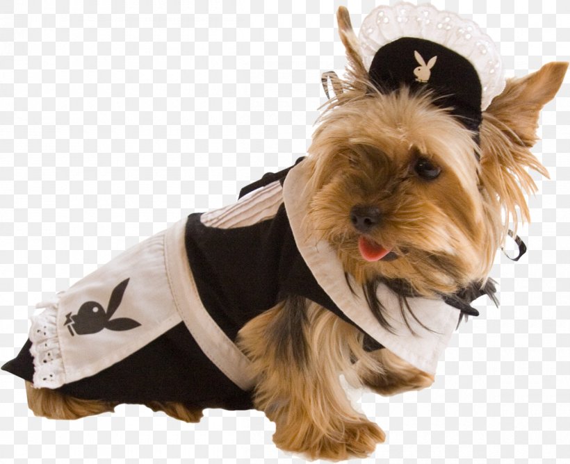 Yorkshire Terrier Clothing Tierbekleidung Costume, PNG, 1200x979px, Yorkshire Terrier, Carnivoran, Clothing, Companion Dog, Costume Download Free